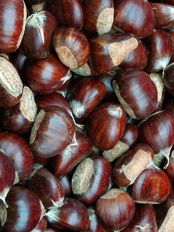 Castagne terelle Castagne terelle